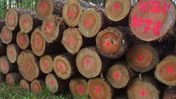 In forest felled trees lie in large stack, marked with pink paint for logging purposes. Scene reflects sustainable forest clearing and timber harvesting, balancing industry with conservation efforts. video