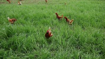 Chicken stands in fenced farm enclosure, surrounded by vibrant green grass under open sky in Germany. It pecks at ground, enjoying the fresh air and natural surroundings in peaceful, rural setting. video