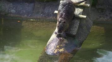 On sunny day, coypu approached wooden ladder leading into water. Step by step, it carefully descended, enjoying warmth of sun, before slipping into cool, refreshing water to swim. Nutria bathing. video