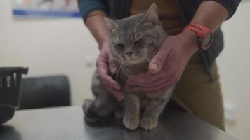Owner of a cat in strokes and soothes him before being examined on the table of an animal doctor in a veterinary clinic. A man hugs and comforts a pet during a visit to the doctor video