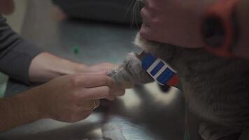 Vaccinating cat with syringe in paw at veterinary clinic. Veterinarian giving an injection to pet. Treatment and immunization of pets in an animal hospital. Cat visiting vet for regular checkup. video