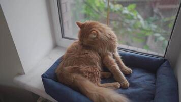 A beautiful red Maine cat is washing on a pet bed by the window in cloudy weather. The pet cleans its coat with its tongue. A neat adult cat licks itself. Cat wash itself on the windowsill. video