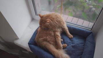 Adult ginger cat licks itself with its tongue near the window on a bed for animals, outside the window is cold cloudy weather and the cat is cozy and warm. Red cat washes himself on the windowsill. video