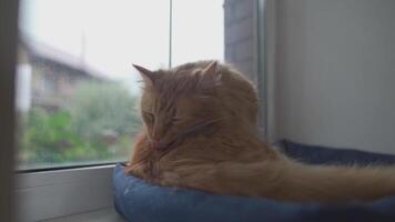 Cute ginger cat is liking itself on window sill. Pet is cleaning fur. Adult ginger cat washes, cleans its fur, licks itself with its tongue while lying on animal bed by window in cloudy cold weather. video