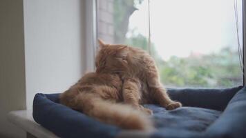 Cute ginger cat is liking itself on window sill. Pet is cleaning fur. Adult ginger cat washes, cleans its fur, licks itself with its tongue while lying on animal bed by window in cloudy cold weather. video