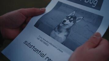 Man looking for a missing pet, posting posters on trees in the park. Missing dog banner. Male hangs up an advertisement for the search for dog. Lost puppy reward message poster. Home pet search. video