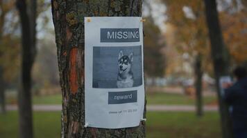 The man has lost his best friend a husky puppy. The owner posts an ad banner about the missing dog on the trees in the park. Missing pet banner. Dog search reward. Stole a pet. Lost Siberian Husky. video