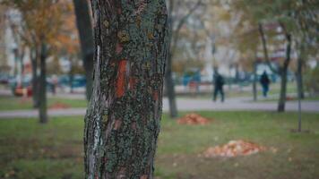 Man looking for a missing pet, posting posters on trees in the park. Missing dog banner. Male hangs up an advertisement for the search for dog. Lost puppy reward message poster. Home pet search. video