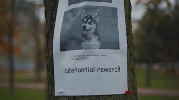 Lost pet owner sets dog photo poster of losing husky puppy on tree in park. Man pasting posters of the missing dog. Flyer with information about the missing dog hangs on a tree in the park. Lost dog. video