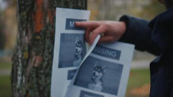Lost pet owner sets dog photo poster of losing husky puppy on tree in park. Man pasting posters of the missing dog. Flyer with information about the missing dog hangs on a tree in the park. Lost dog. video