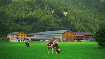 schön knusprig Weiß Kuh Weiden lassen auf Grün Wiese im Bayern, Deutschland. Thema Tier Haltung, Vieh, Landwirtschaft und Molkerei Produkt im Europa. zweifarbig Kuh auf ein Bauernhof im Österreich. süß Kuh. video