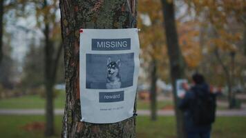 The man has lost his best friend a husky puppy. The owner posts an ad banner about the missing dog on the trees in the park. Missing pet banner. Dog search reward. Stole a pet. Lost Siberian Husky. video