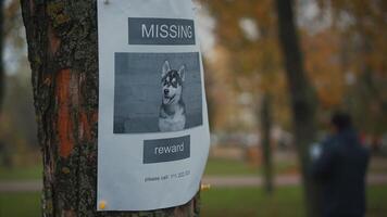 Man looking for a missing pet, posting posters on trees in the park. Missing dog banner. Male hangs up an advertisement for the search for dog. Lost puppy reward message poster. Home pet search. video