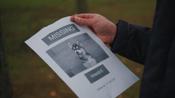 The man has lost his best friend a husky puppy. The owner posts an ad banner about the missing dog on the trees in the park. Missing pet banner. Dog search reward. Stole a pet. Lost Siberian Husky. video