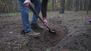 Man digging a grave in pet cemetery. Gravedigger digs pet burial hole in wooded area. Carrying box for animals with toy on background of grave. Theme of death and pain of losing a cat or dog. video