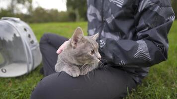 Caucasian man sits on the grass in the park and strokes a pet gray cat, bringing in an animal carrier, a transparent backpack. The theme is a walk with a domestic feline outdoors in cold weather. video