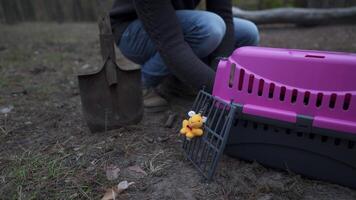 Topic is burying a pet by himself in the forest. Man owner of a dead pet digs a hole with a shovel and takes out the body of the cat in a package from the animal carrier and buries it in the ground. video