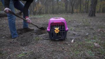Man digging a grave in pet cemetery. Gravedigger digs pet burial hole in wooded area. Carrying box for animals with toy on background of grave. Theme of death and pain of losing a cat or dog. video
