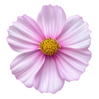 Beautiful pink cosmos flower bloom isolated transparent background png