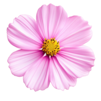 Pink Cosmos Flower Blooming Blossom Isolated on Black png