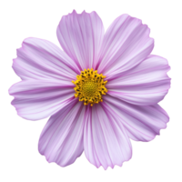Blooming pink cosmos flower isolated transparent background png