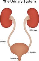The Urinary System Science Design Illustration Diagram vector
