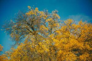 Deciduous Trees with Yellow Autumn Foliage and Blue Sky photo