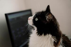 Long-haired Tuxedo Cat and Computer Screen photo
