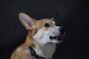 Side profile of a Pembroke Welsh Corgi dog sticking out its tongue. Wearing a black collar. photo