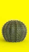 Cactus Plant with green background photo