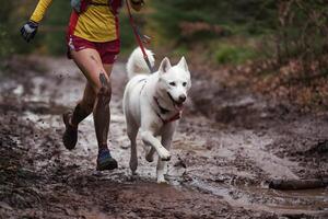 Runner with Husky splashes through muddy trail, forest backdrop energizes dynamic scene photo