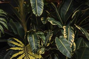 Lush green leaves with visible veins, vibrant against dark tropical background photo