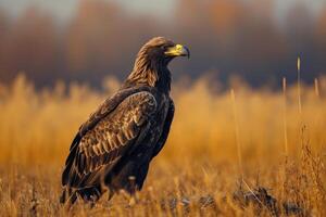 Golden eagle standing in the field photo