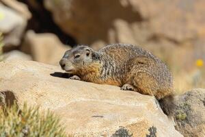 Tarbagan marmot Marmota camtschatica Pallas is basking in the sun photo