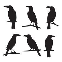 A sleek crow bird silhouette, showcasing its sharp beak and outstretched wings, symbolizing mystery, intelligence, and adaptability. vector