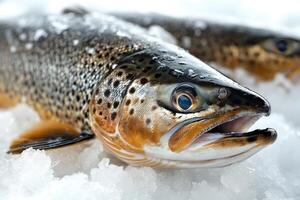 Fresh brown trout resting on crushed ice close up photo