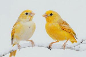 Two yellow canaries perched on snowy branch facing each other photo