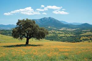 Majestic holm oak standing in a field of wildflowers with mountains in the background photo