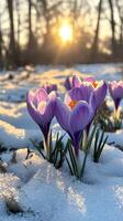 Purple and white crocuses blooming in the snow during early spring photo