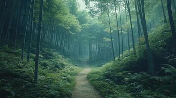 Path winding through lush green bamboo forest in misty morning light photo