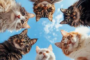 Curious cats forming a circle and looking up at the sky photo