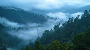 Fog rolling over lush pine forest in himalayas mountains photo