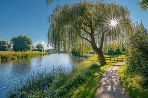 Weeping willow tree growing on the bank of a river creating a peaceful landscape photo