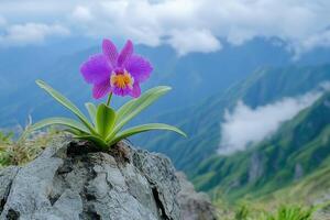 Purple orchid growing on mountain peak with valley view photo
