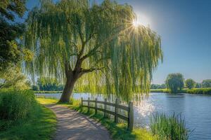 Weeping willow tree casting shadow over lake on sunny summer day photo