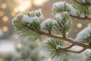 Snow covered pine tree branch at sunset in winter photo