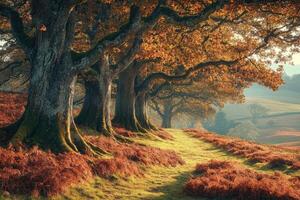 Majestic autumn trees guarding the path to rolling hills photo