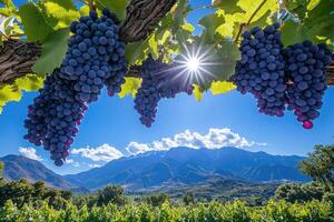 Ripe grapes hanging from vine in vineyard with mountain backdrop photo