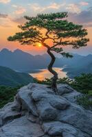 Lone pine tree growing on a rock overlooking mountain valley at sunset photo
