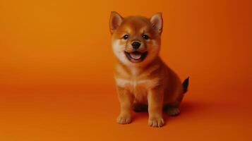 Playful Shiba Inu Puppy with Reddish-Brown Fur on Orange Background photo